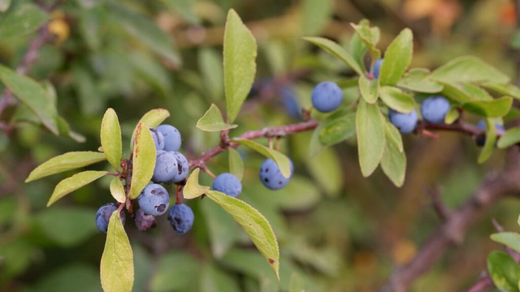 01.11.2026 – Wilde Früchte am Arboretum Habichtsborn